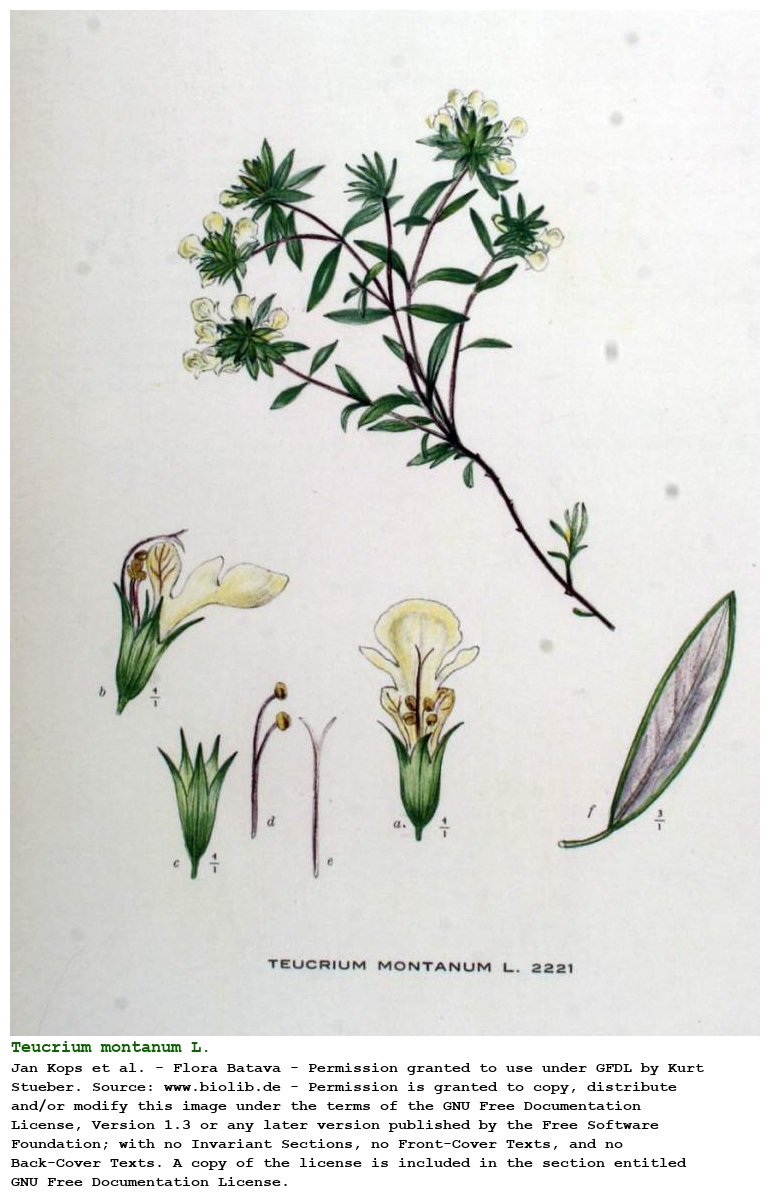 Teucrium montanum L.
